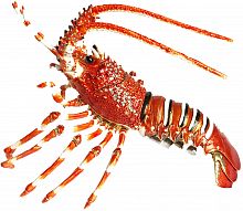 Souvenir ''Lobster''
